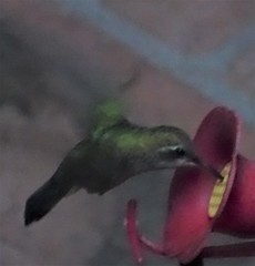 Cynanthus latirostris