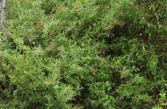 Chenopodium baccatum