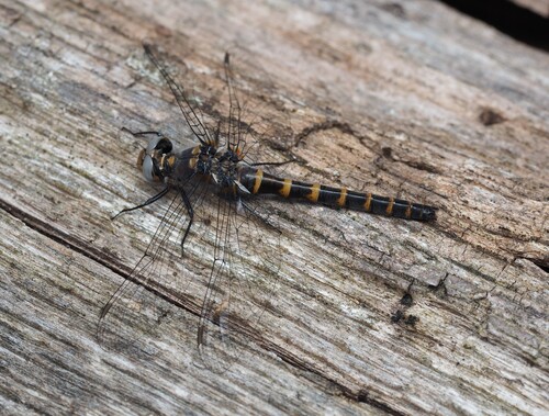 Ringed Boghaunter photo 5