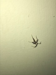 Oxyopes tridens
