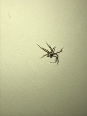 Oxyopes tridens