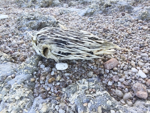 Diodon holocanthus