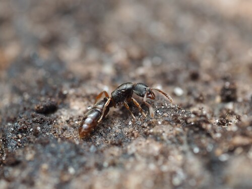 Common Porthole Ant photo 3