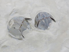 Carcinoscorpius rotundicauda