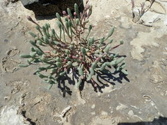 Tecticornia australasica