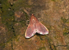 Endotricha minialis