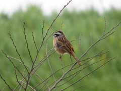 Emberiza cioides