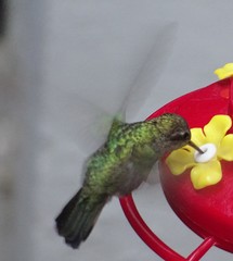 Cynanthus latirostris