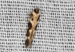 Macrobathra bigerella