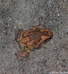 Andaman Bullfrog photo 2