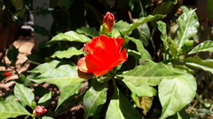 Leuenbergeria bleo