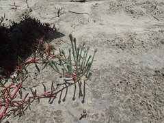 Tecticornia australasica