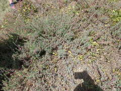 Enchylaena tomentosa