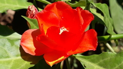 Leuenbergeria bleo