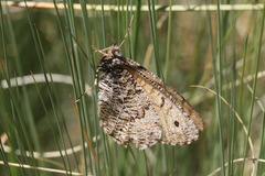 Oeneis alberta