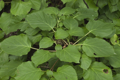 Hydrangea petiolaris