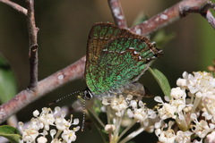 Callophrys affinis apama