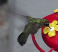 Cynanthus latirostris