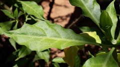 Leuenbergeria bleo