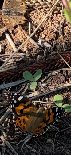 Australian Painted Lady
