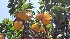 Leuenbergeria bleo