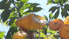 Leuenbergeria bleo
