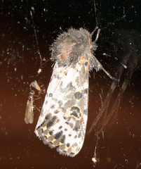 Xanthopastis timais