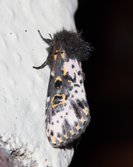 Xanthopastis timais