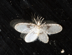 Dilaridae