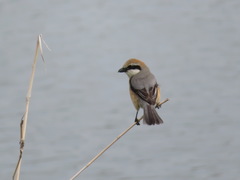 Lanius bucephalus