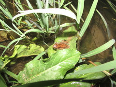 Pseudacris hypochondriaca