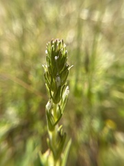 Castilleja attenuata, photograph author not stated, no rights reserved