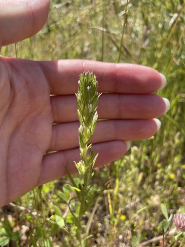 Castilleja attenuata, photograph 6