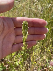 Castilleja attenuata, photograph author not stated, no rights reserved