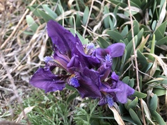 Iris pumila