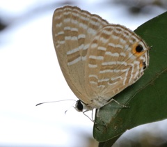 Jamides alecto alocina