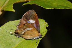Horaga onyx