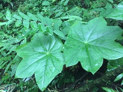 Mayapple (Dysosma)