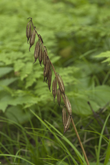 Cremastra appendiculata variabilis