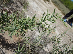 Tecticornia pergranulata