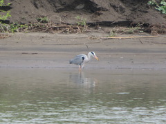 Ardea cinerea
