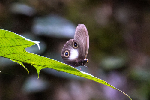 Taenaris macrops