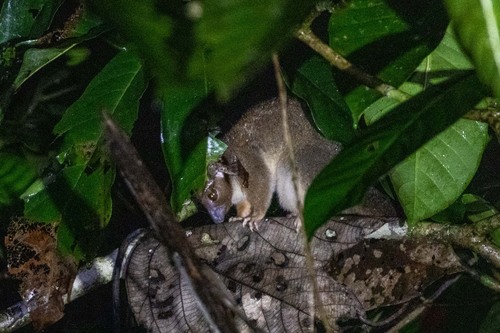Lowland Ring-tailed Possum
