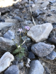 Gilia scopulorum