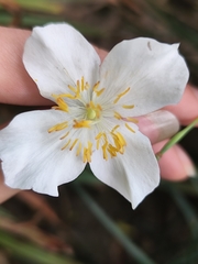 Eomecon chionantha, photograph author not stated, no rights reserved