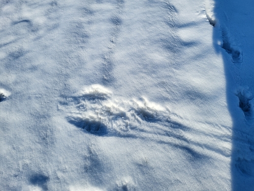 animal observation 5