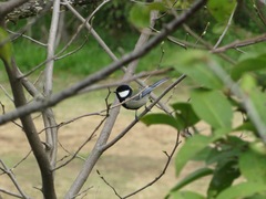 Parus minor