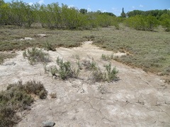 Tecticornia pergranulata