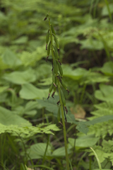 Cremastra appendiculata variabilis