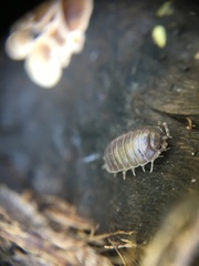 Porcellio laevis